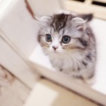 ダミー記事とアイキャッチ画像を自動生成するシェルスクリプト作ってみたよ（要『WP-CLI』）